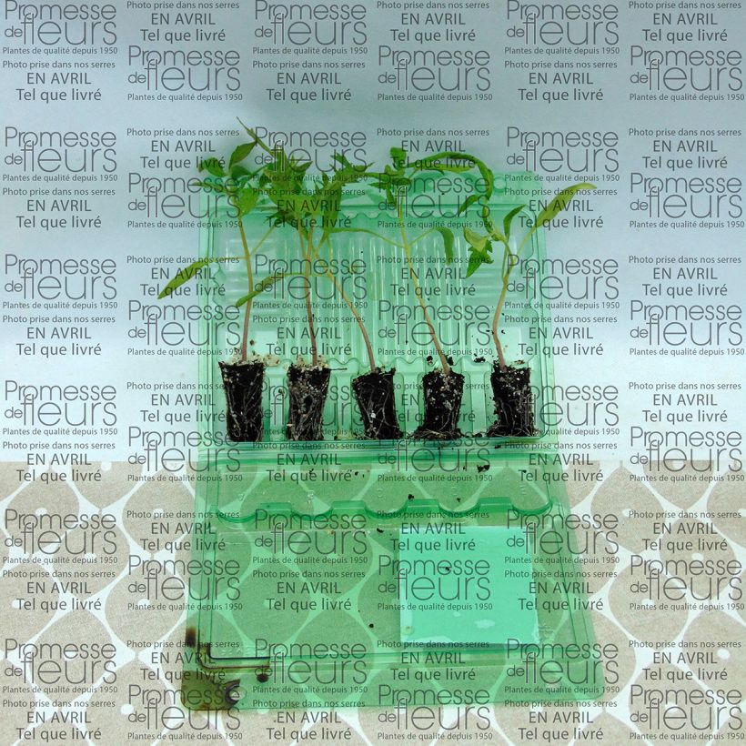 Voorbeeld van een exemplaar van Tomaat Fleurette F1 (jonge planten) Mini-mot Ø 3/4 cm zoals geleverd