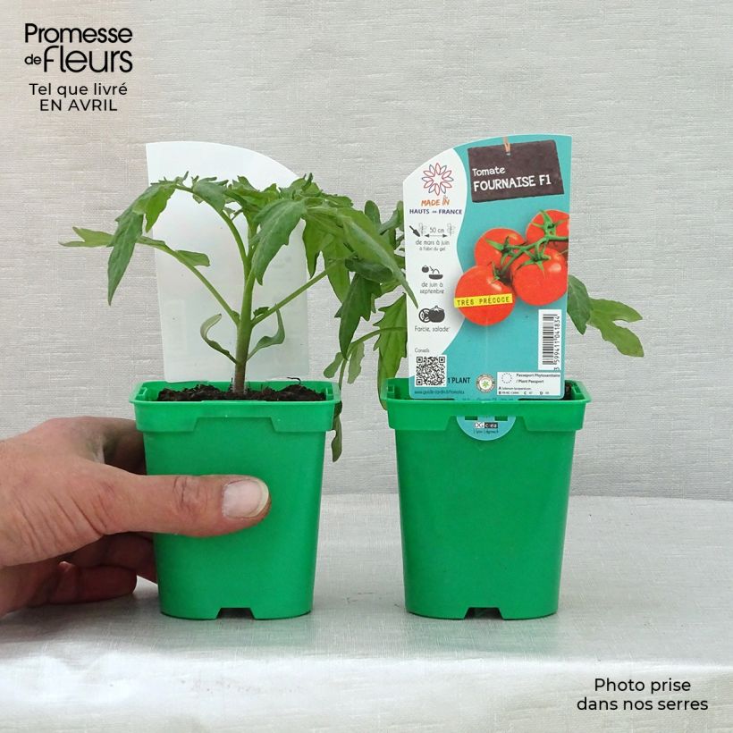 Exemplaar van Tomaat Fournaise F1 (jonge planten) Pot van 10 cm/11 cm zoals geleverd in de lente