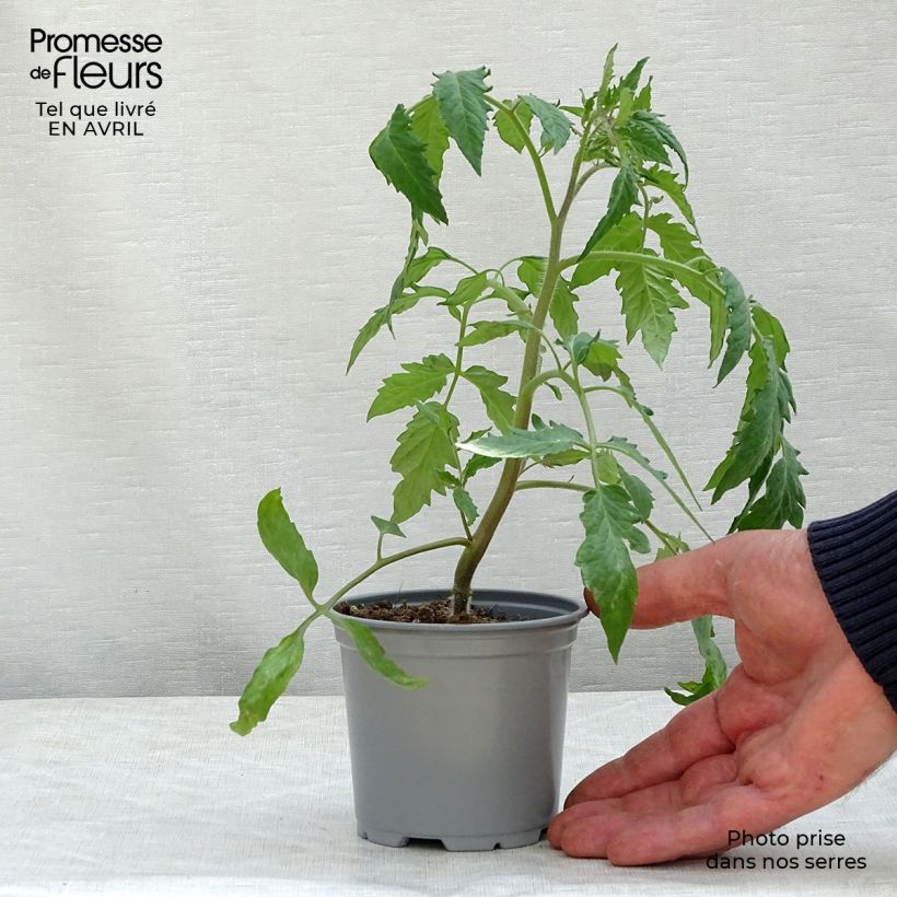 Exemplaar van Tomaat Gagliardo F1  (jonge planten - geënt) Pot van 10 cm/11 cm zoals geleverd in de lente