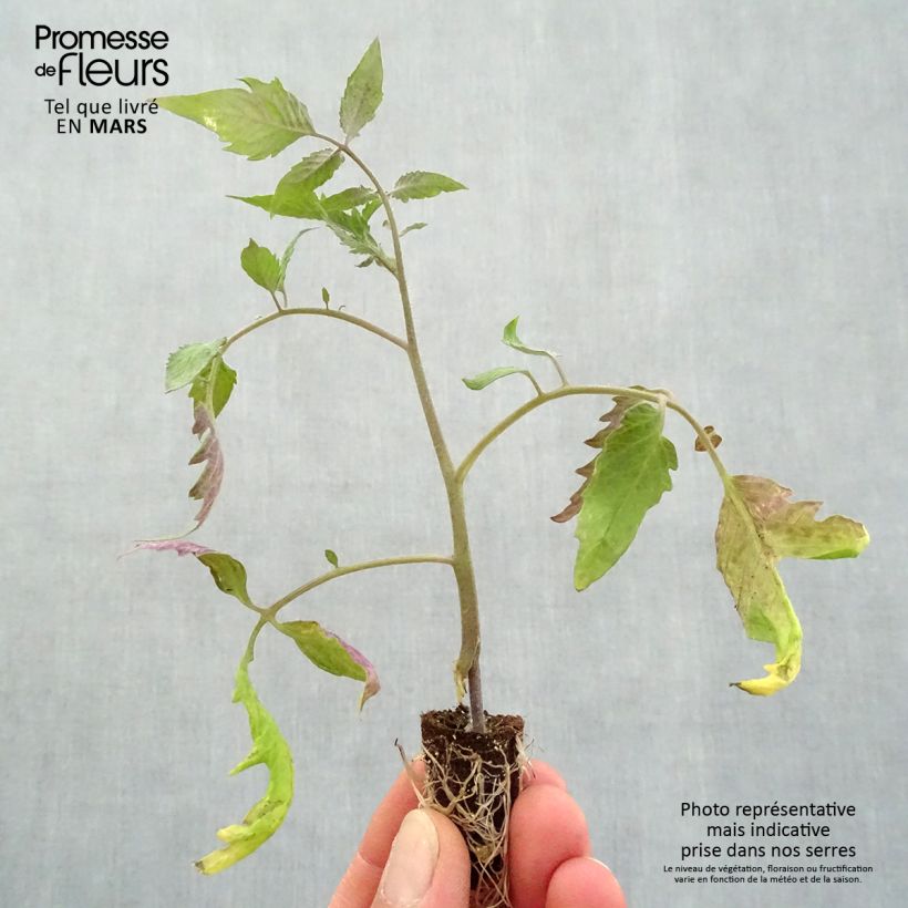 Exemplaar van Tomaat Gagliardo F1  (jonge planten - geënt) Mini-mot Ø 1,5/2,5 cm zoals geleverd in de lente