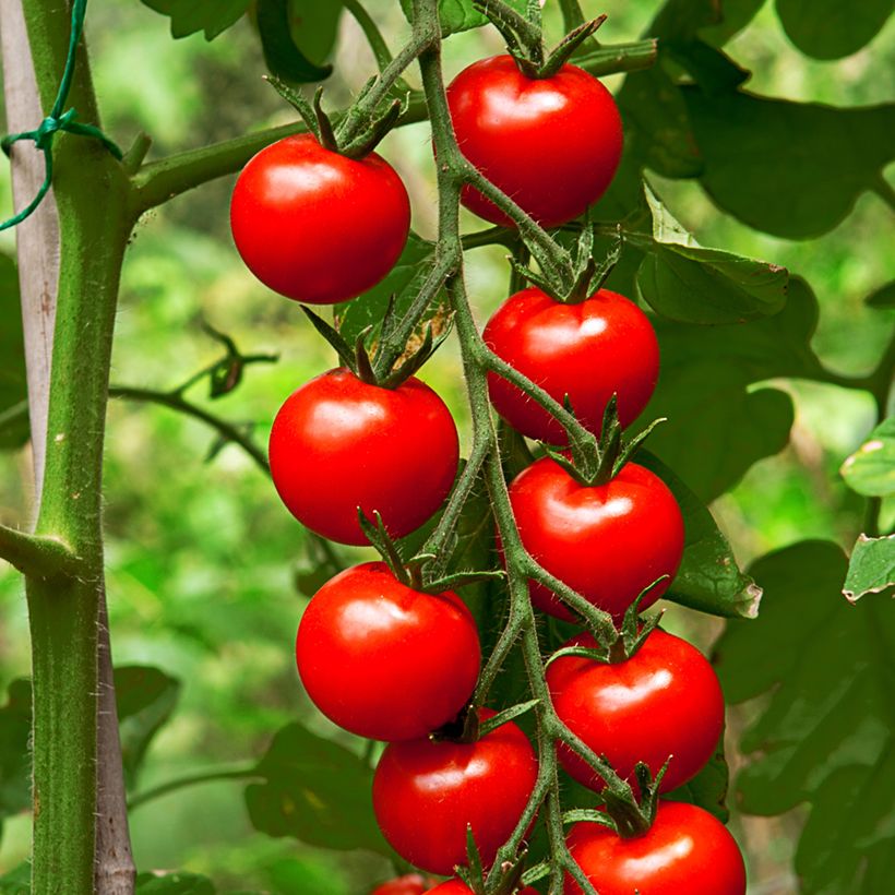 Cherrytomaat Gardener's Delight BIO (Oogst)