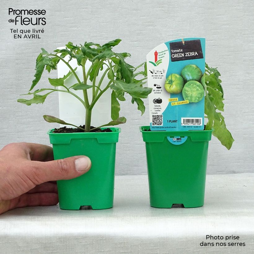 Exemplaar van Tomaat Green Zebra (jonge planten) Pot van 10 cm/11 cm zoals geleverd in de lente