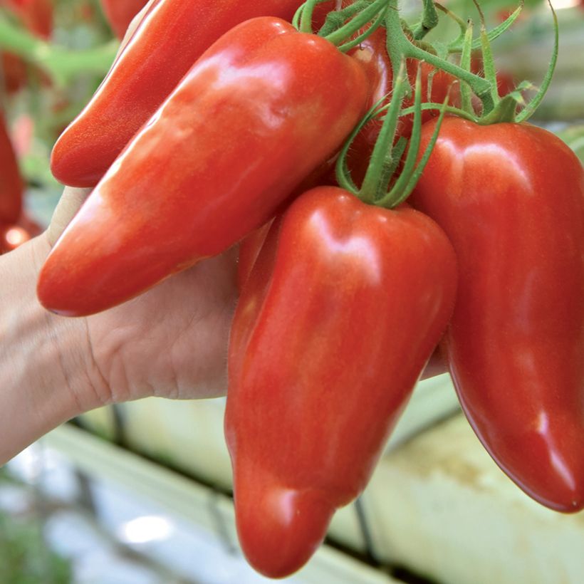 Tomaat Licorna F1 (jonge planten) (Oogst)