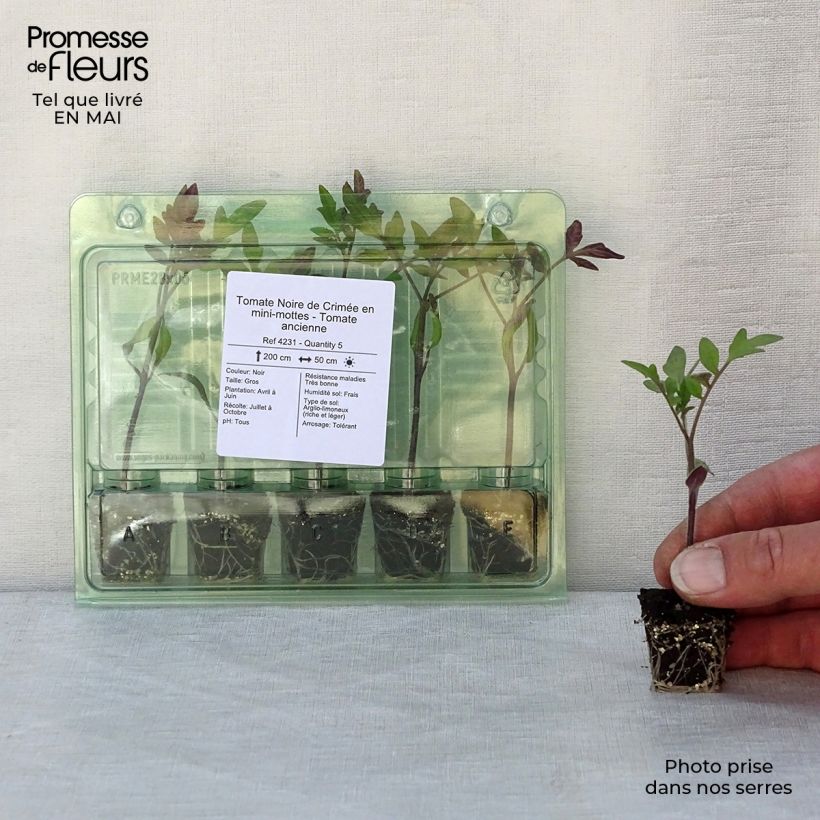 Exemplaar van Tomaat Zwarte van de Krim (jonge planten) Mini-mot Ø 3/4 cm zoals geleverd in de lente