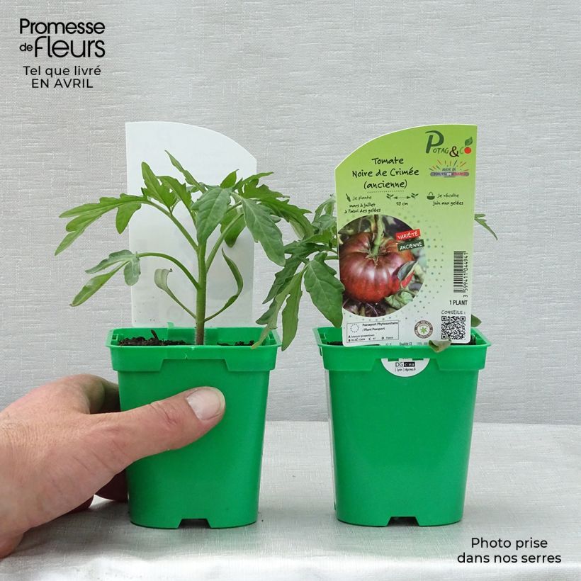 Exemplaar van Tomaat Zwarte van de Krim (jonge planten) Pot van 10 cm/11 cm zoals geleverd in de lente