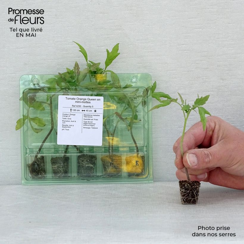 Exemplaar van Tomate Orange Queen en plants Mini-mot Ø 3/4 cm zoals geleverd in de lente