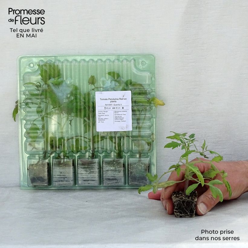 Exemplaar van Cherrytomaat Pendulina Red (jonge planten) Mini-mot Ø 3/4 cm zoals geleverd in de lente
