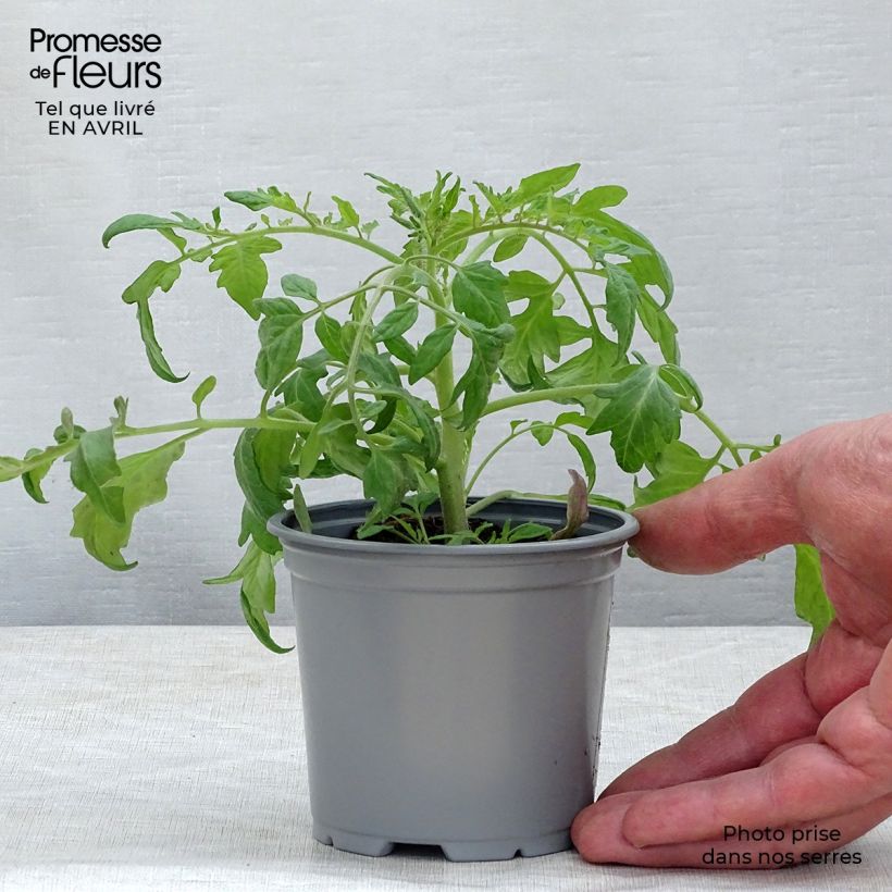 Exemplaar van Cherrytomaat Pendulina Red (jonge planten) Kweekpotje van 8/9 cm zoals geleverd in de lente
