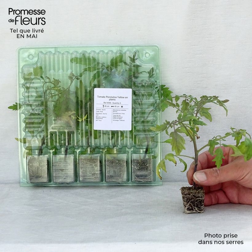 Exemplaar van Cherrytomaat Pendulina Yellow (jonge planten) Mini-mot Ø 3/4 cm zoals geleverd in de lente