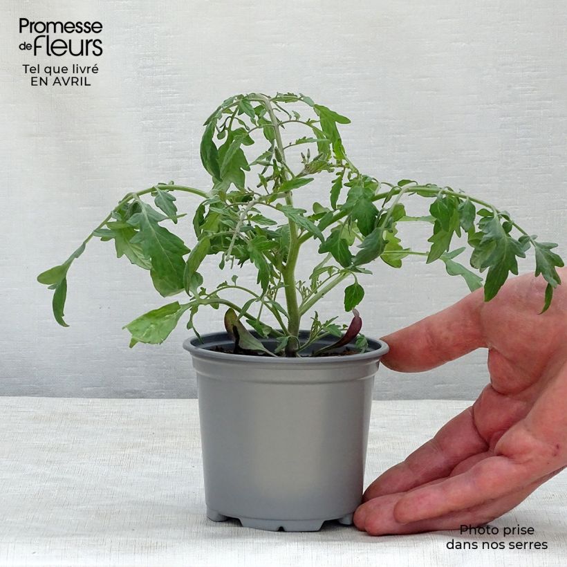 Exemplaar van Cherrytomaat Pendulina Yellow (jonge planten) Kweekpotje van 8/9 cm zoals geleverd in de lente