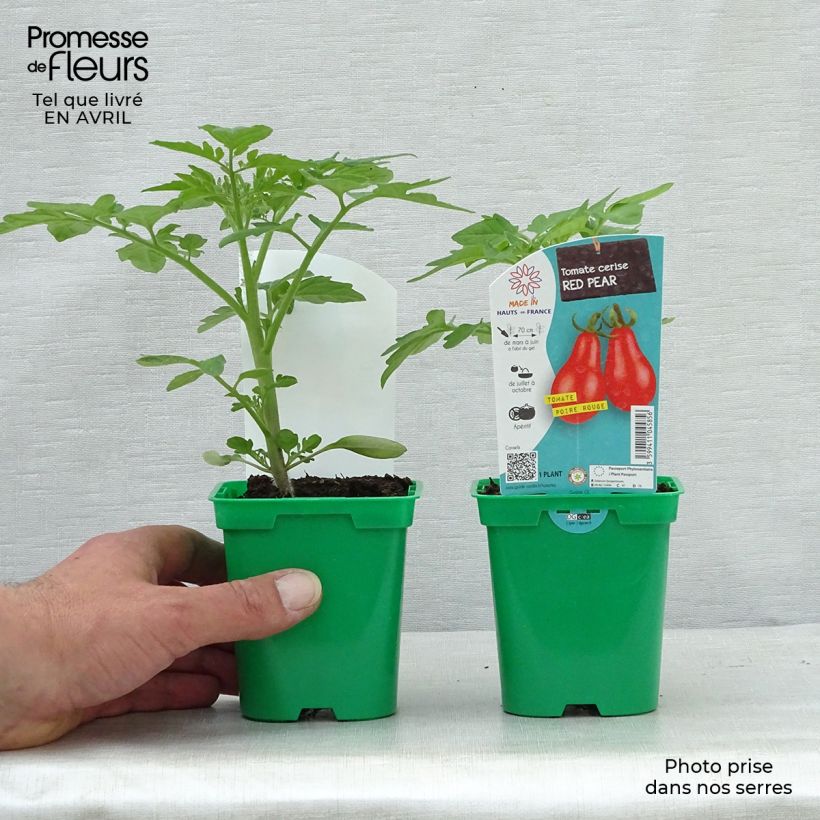 Exemplaar van Cherrytomaat Rode Peer (jonge planten) Pot van 10 cm/11 cm zoals geleverd in de lente