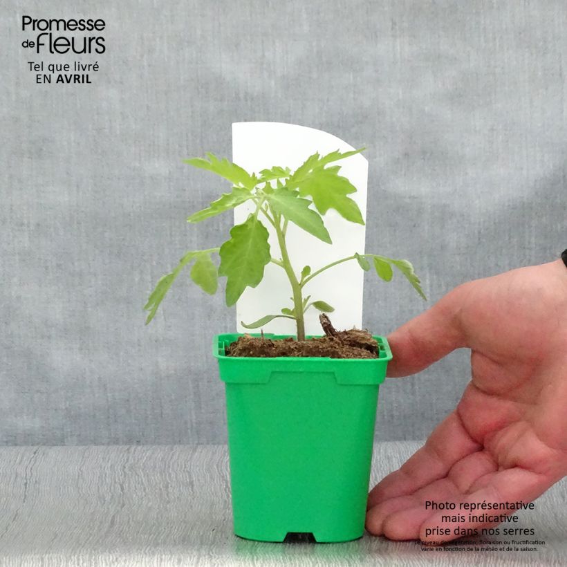 Exemplaar van Cherrytomaat Gele peer (jonge planten) Pot van 10 cm/11 cm zoals geleverd in de lente