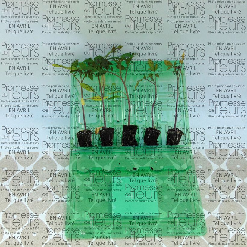 Voorbeeld van een exemplaar van Tomaat Previa F1 (jonge planten) La Sélection du Chef® Mini-mot Ø 3/4 cm zoals geleverd
