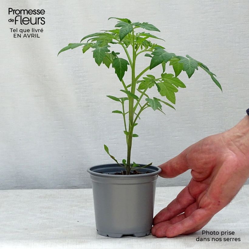 Exemplaar van Tomaat Zwarte pruim (jonge planten) Pot van 10 cm/11 cm zoals geleverd in de lente