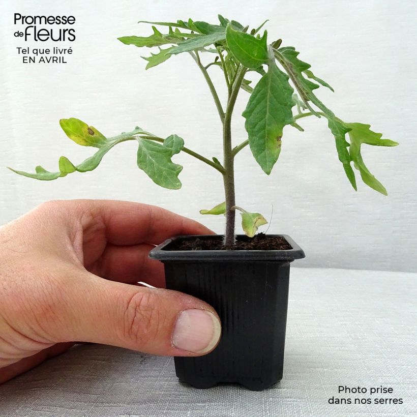 Exemplaar van Tomaat Pyros F1 (jonge planten) Kweekpotje van 7/8 cm zoals geleverd in de lente