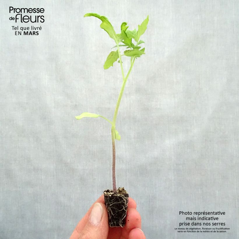Exemplaar van Tomaat Pyros F1 (jonge planten) Mini-mot Ø 3/4 cm zoals geleverd in de lente