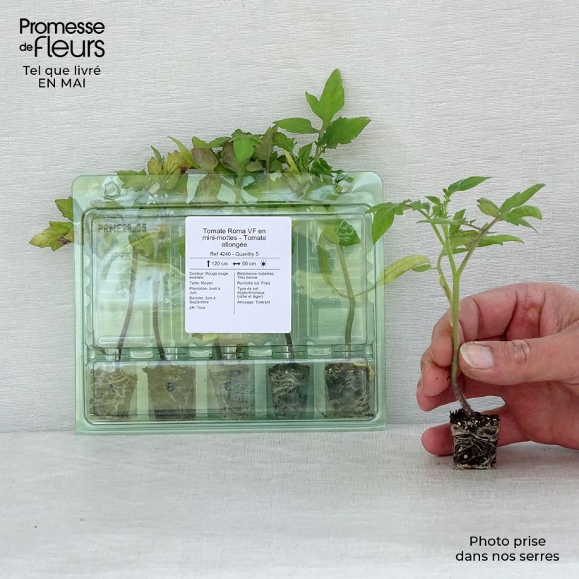 Exemplaar van Tomaat Roma VF (jonge planten) Mini-mot Ø 3/4 cm zoals geleverd in de lente