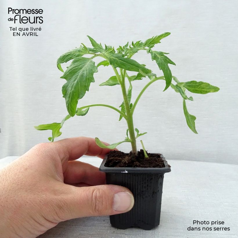 Exemplaar van Tomaat Saint-Pierre (jonge planten) Kweekpotje van 7/8 cm zoals geleverd in de lente