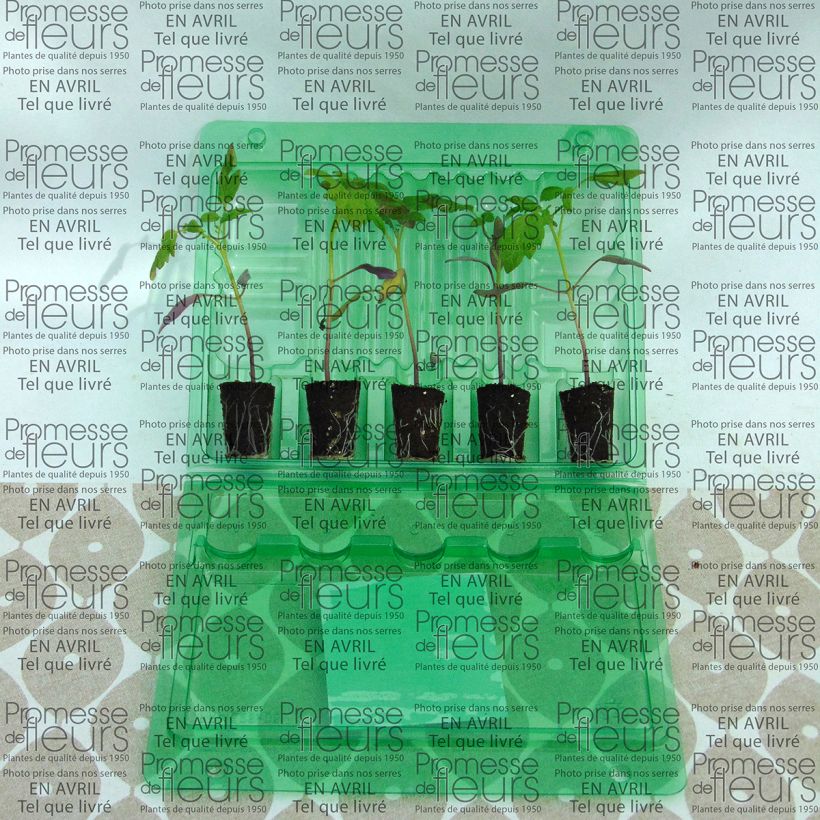 Voorbeeld van een exemplaar van Cherrytomaat Star Gold F1 (jonge planten) Mini-mot Ø 3/4 cm zoals geleverd