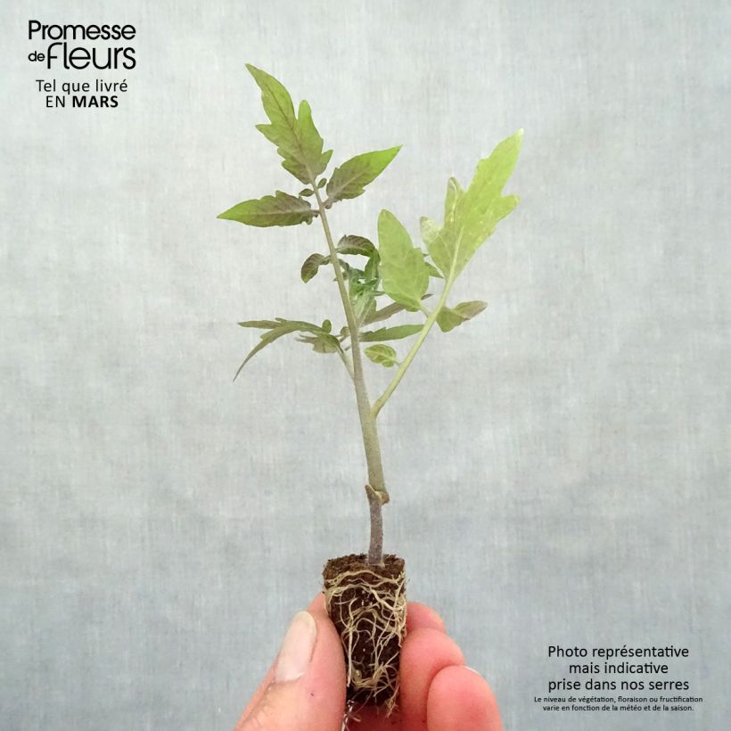 Exemplaar van CherrytomaatSturdy Grace F1 (jonge planten) Mini-mot Ø 1,5/2,5 cm zoals geleverd in de lente