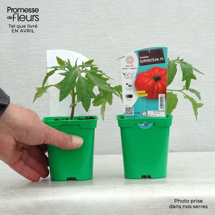 Exemplaar van Tomaat Supersteak F1 (jonge planten) La Sélection du Chef® Pot van 10 cm/11 cm zoals geleverd in de lente
