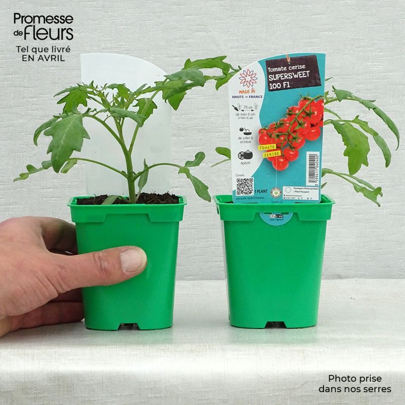 Exemplaar van Cherrytomaat Supersweet 100 F1 (jonge planten) Pot van 10 cm/11 cm zoals geleverd in de lente