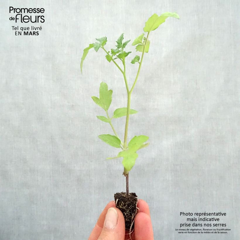 Exemplaar van Tomaat Supersweet 100 BIO F1 (jonge planten - geënt) Mini-mot Ø 1,5/2,5 cm zoals geleverd in de lente