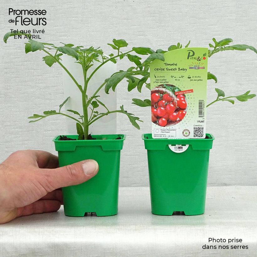 Exemplaar van CherrytomaatSweetbaby F1 (jonge planten) Pot van 10 cm/11 cm zoals geleverd in de lente