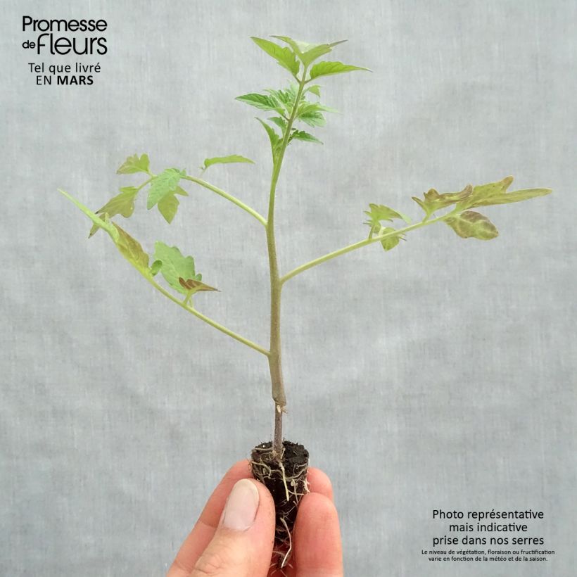 Exemplaar van Tomaat Tomande F1 (jonge, geënte planten in perspotjes) Mini-mot Ø 1,5/2,5 cm zoals geleverd in de lente