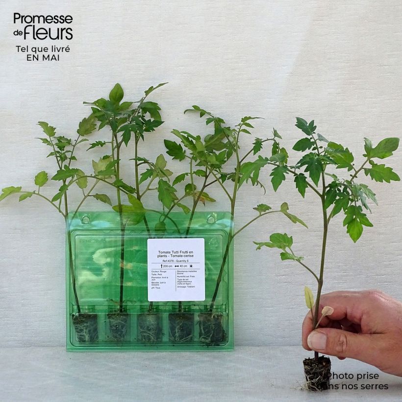 Exemplaar van Cherrytomaat Tutti Frutti (jonge planten) Mini-mot Ø 3/4 cm zoals geleverd in de lente