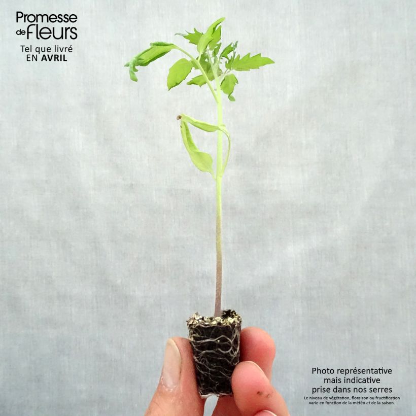 Exemplaar van Cherrytomaat Baby Boomer F1 Mini-mot Ø 3/4 cm zoals geleverd in de lente