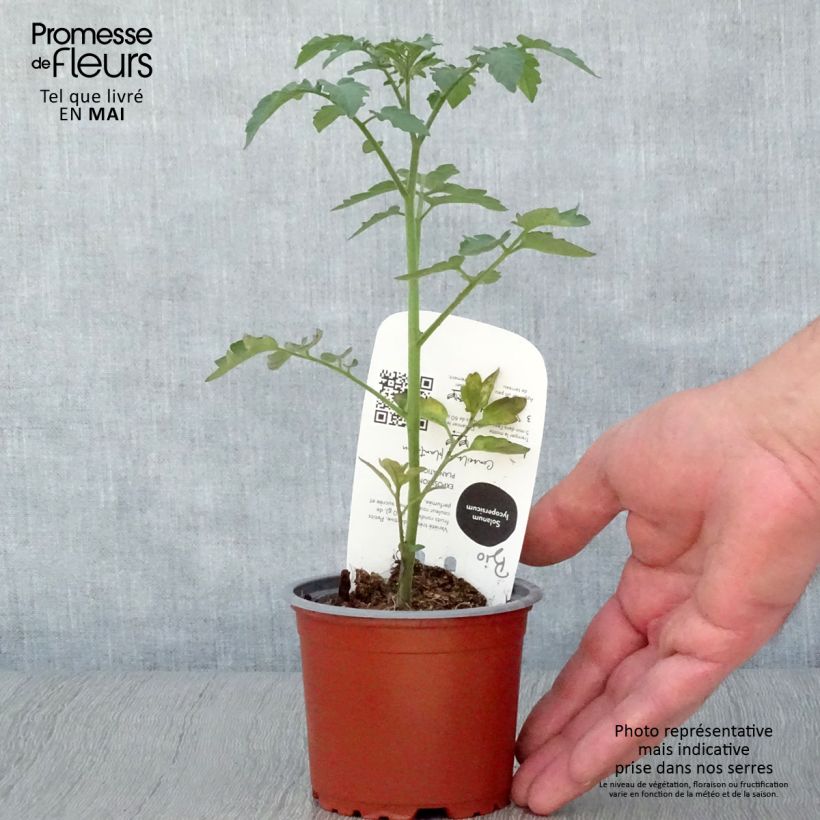 Exemplaar van CherrytomaatGusta Mini Red BIO (jonge planten) Pot van 10 cm/11 cm zoals geleverd in de lente
