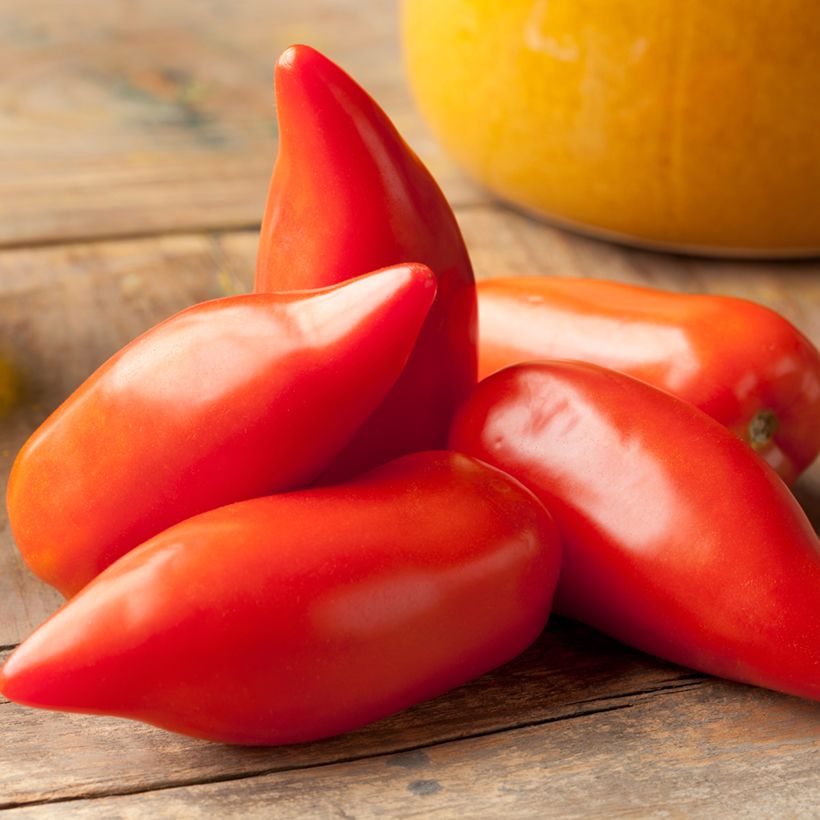 Tomaat Cornue des Andes BIO (Oogst)