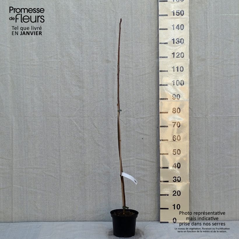 Example of Toona sinensis - Chinese mahonieboom Pot van 3 l/4 l as you get in hiver