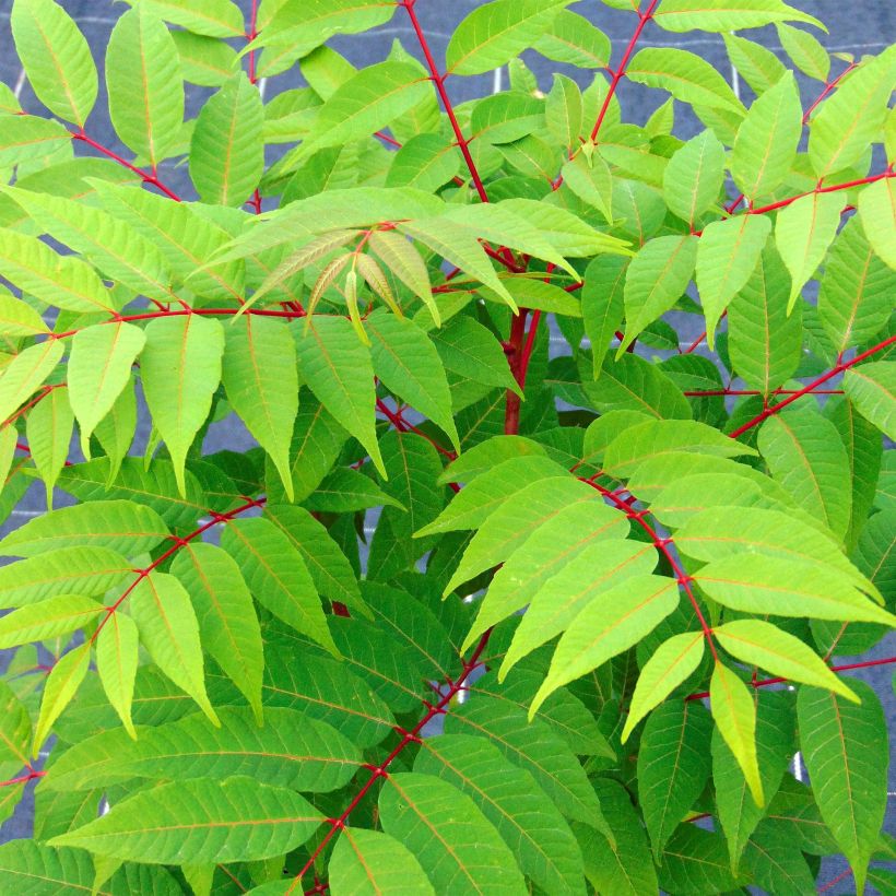 Toona sinensis Flamingo - Chinese mahonieboom (Foliage)
