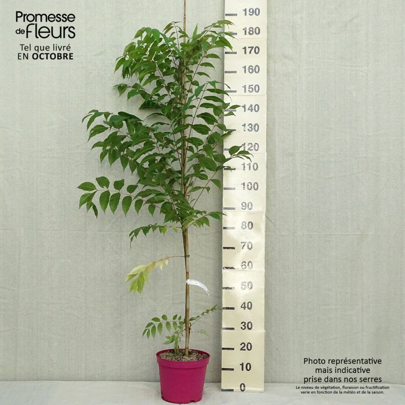 Exemplaar van Toona sinensis Flamingo - Chinese mahonieboom Pot van 4 l/5 l zoals geleverd in de herfst