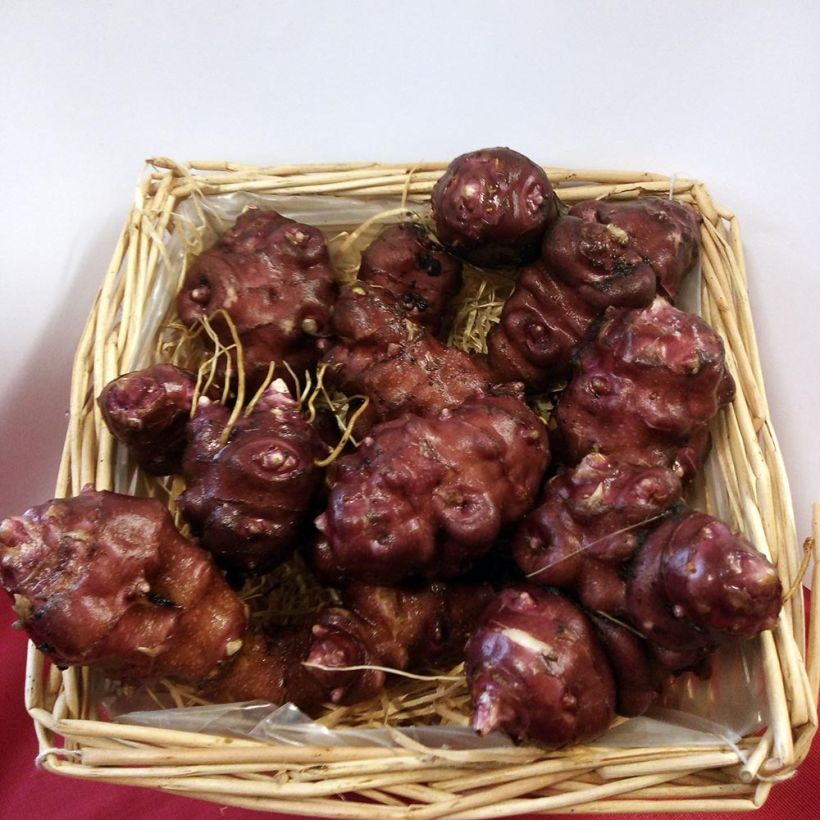 Dwergaardpeer BIO (Oogst)