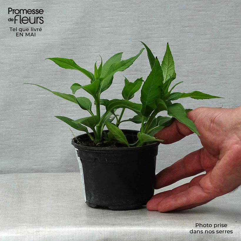 Exemplaar van Dwergaardpeer BIO Kweekpotje van 7/8 cm zoals geleverd in de lente