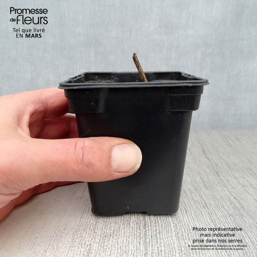 Exemplaar van Aardpeer Roses BIO (jonge planten in kweekpotjes) Kweekpotje van 7/8 cm zoals geleverd in de lente