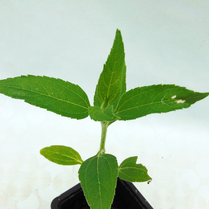 Aardpeer Roses BIO (jonge planten in kweekpotjes) (Blad)