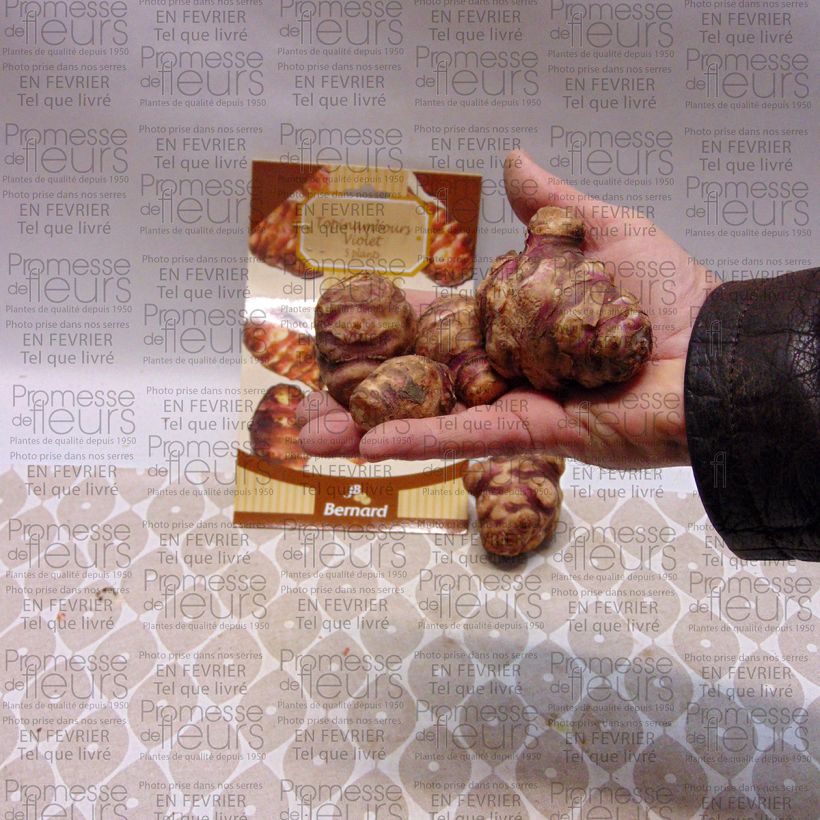 Voorbeeld van een exemplaar van Aardpeer Violets (jonge planten) Stuk zoals geleverd