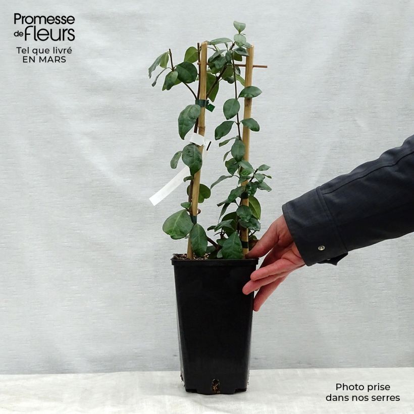 Exemplaar van Trachelospermum jasminoides Star of Toscane - Toscaanse jasmijn Pot van 2 l/3 l zoals geleverd in de lente