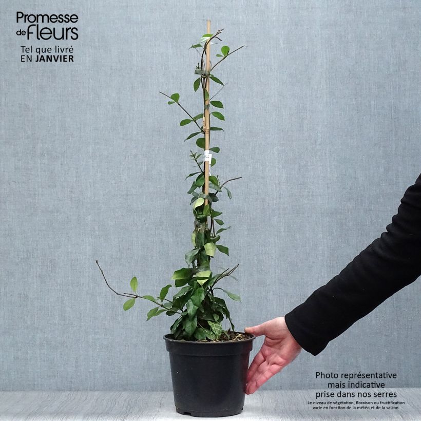 Example of Trachelospermum asiaticum Chili & Vanilla - Faux-jasmin  Pot van 3 l/4 l as you get in hiver