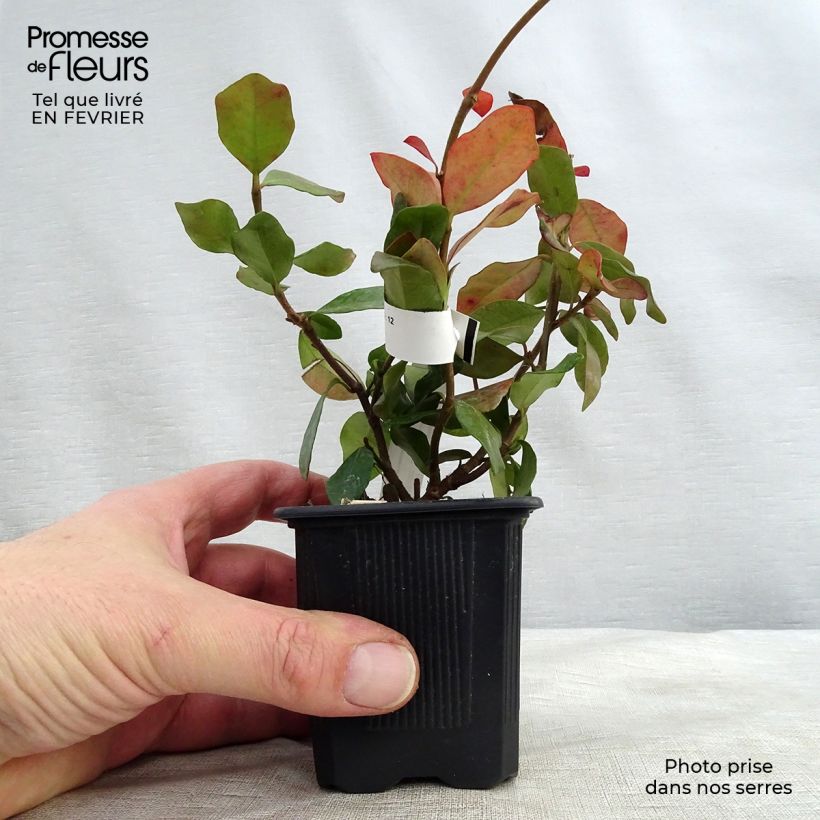 Example of Trachelospermum asiaticum - Japanse sterjasmijn Kweekpotje van 8/9 cm as you get in hiver