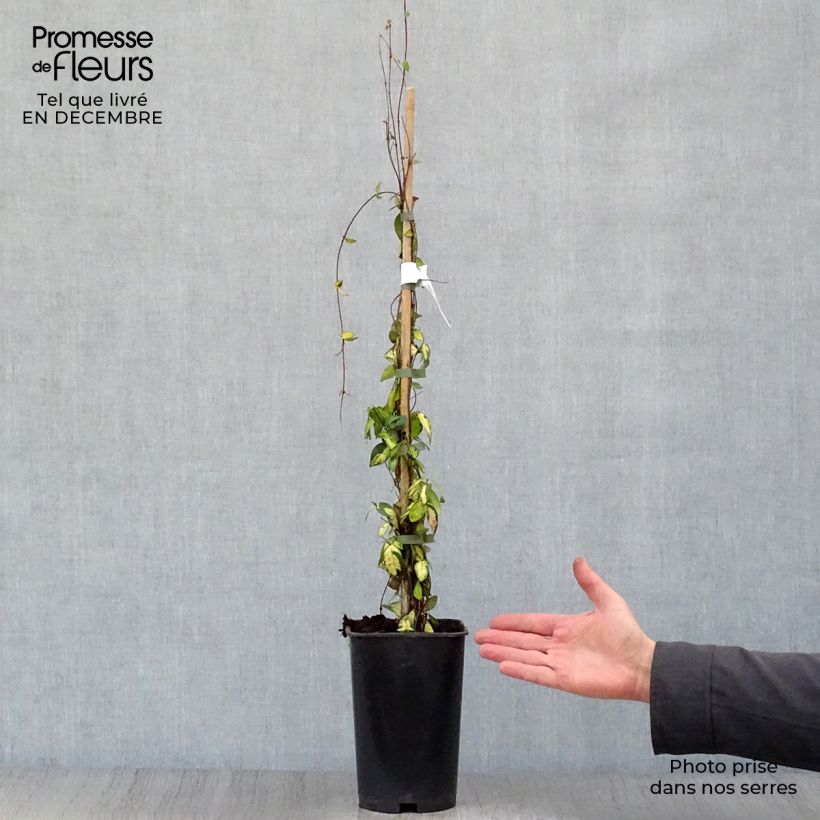 Example of Trachelospermum asiaticum Ogon-Nishiki - Jasmin étoilé Pot van 2 l/3 l as you get in hiver