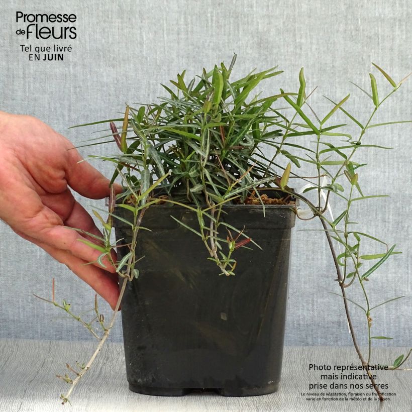 Exemplaar van Trachelospermum asiaticum Theta - Japanse sterjasmijn Pot van 3 l/4 l zoals geleverd in de zomer