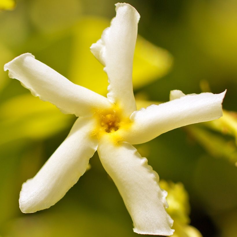 Trachelospermum asiaticum Chili & Vanilla - Faux-jasmin (Flowering)
