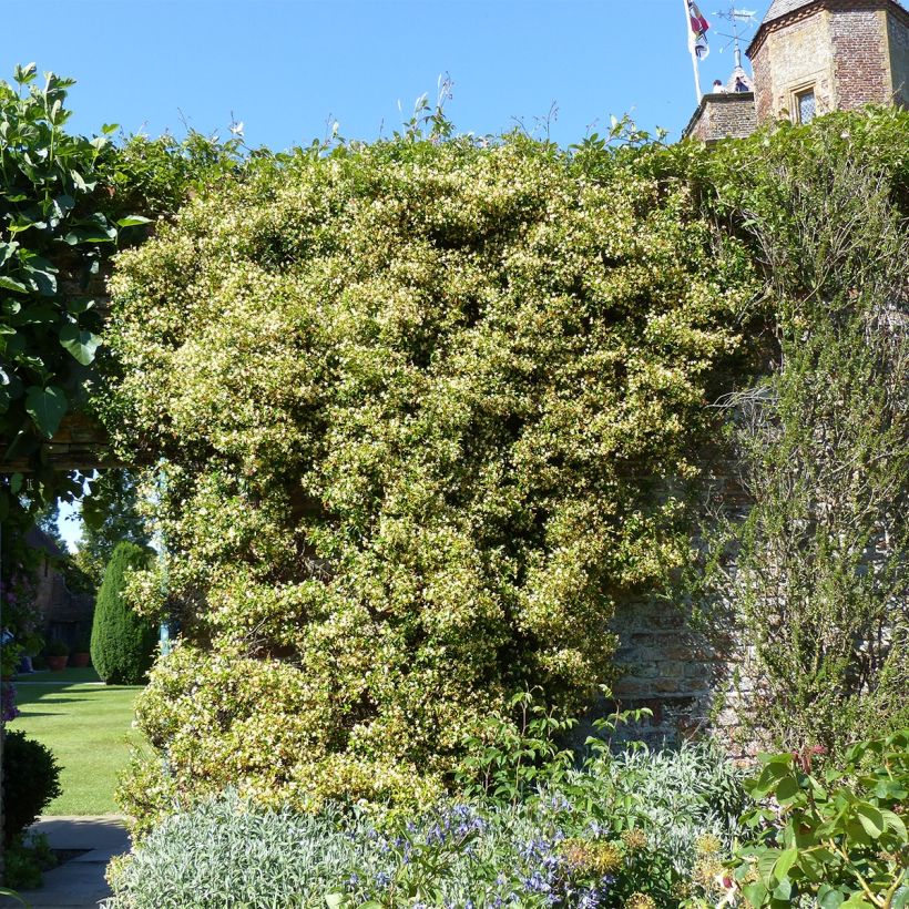 Trachelospermum asiaticum Chili & Vanilla - Faux-jasmin (Plant habit)
