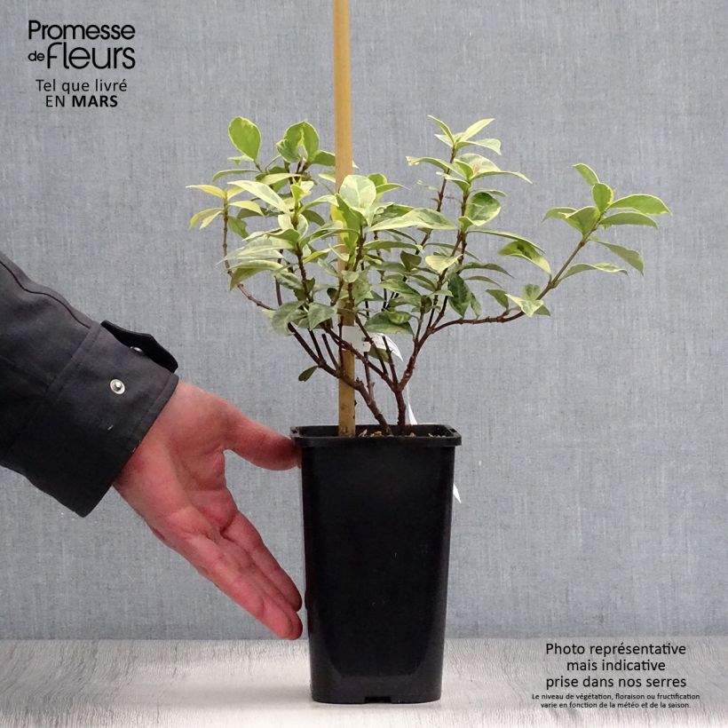 Example of Trachelospermum jasminoides Sun Lover - Jasmin étoilé Pot van 1,5 l/2 l as you get in printemps