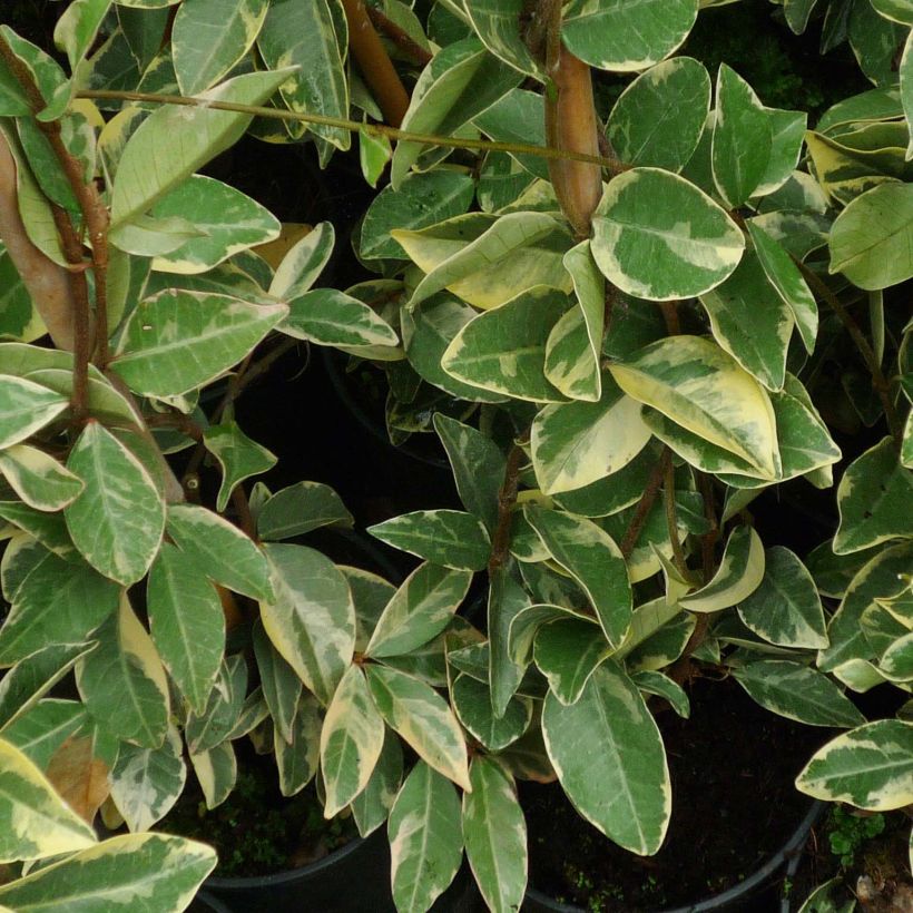 Trachelospermum jasminoides Variegatum - Toscaanse jasmijn (Foliage)